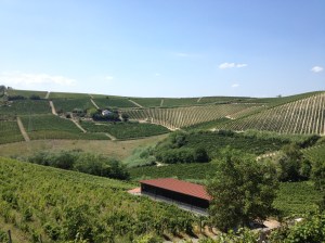 Paolo's vineyards