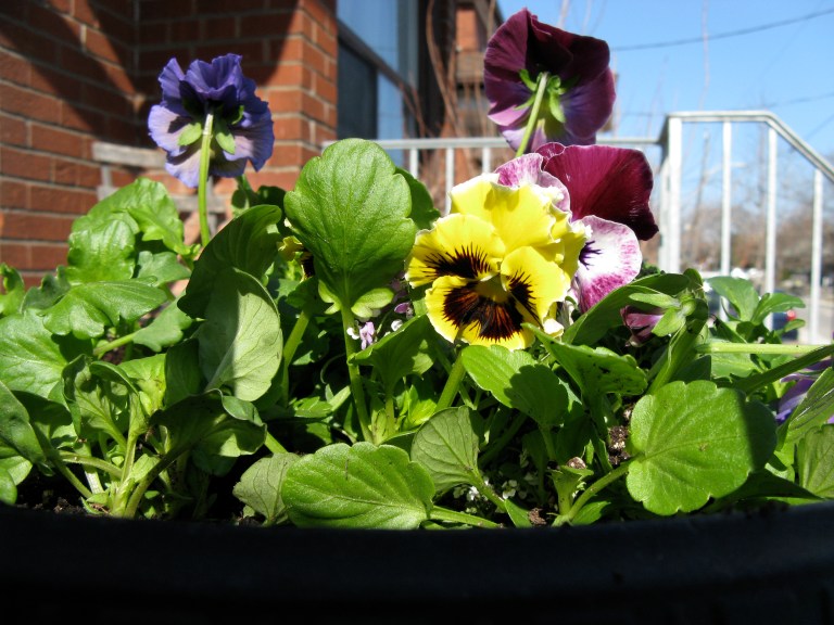 Pansies 