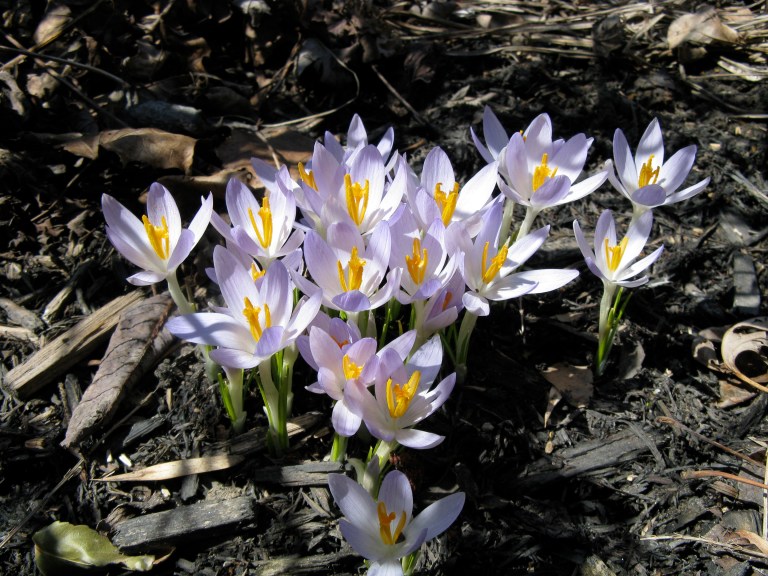 Crocuses  
