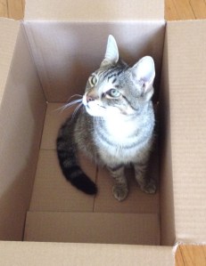 Leela in a box