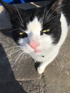 un-gatto-bianco-e-nero